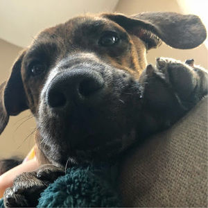 Meet your Posher, Lila